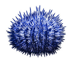 Blue Urchin