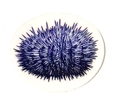 blue urchin decal