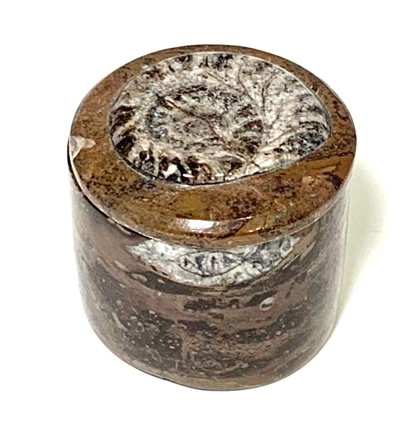 ammonite fossil circular box